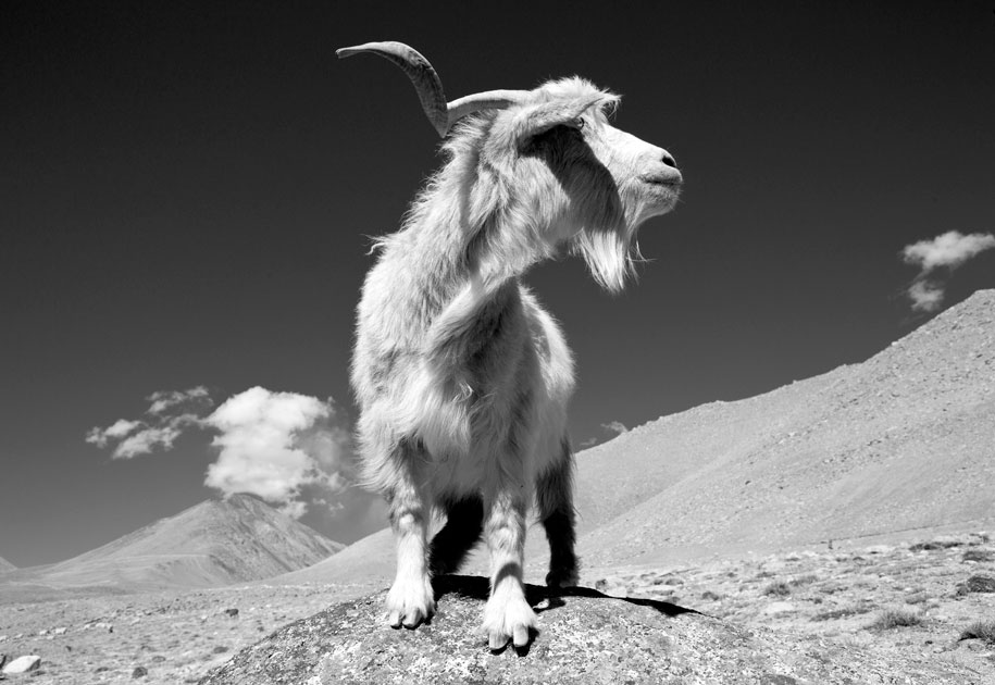 01_goat.ladakh.portrit.blackandwhite.ladakh,india.jpg